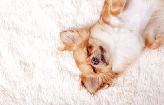 ویژگی های کفپوش مناسب حیوان خانگی