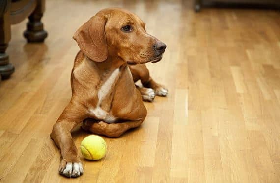 کفپوش مناسب حیوان خانگی