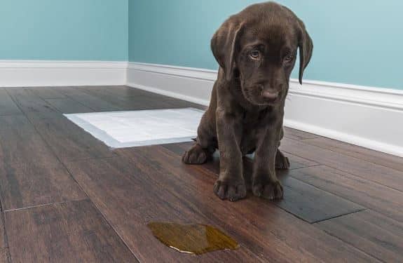 کفپوش مناسب حیوانات خانگی