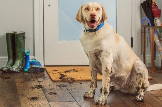 کفپوش ضد آب وینیل مناسب حیوان خانگی