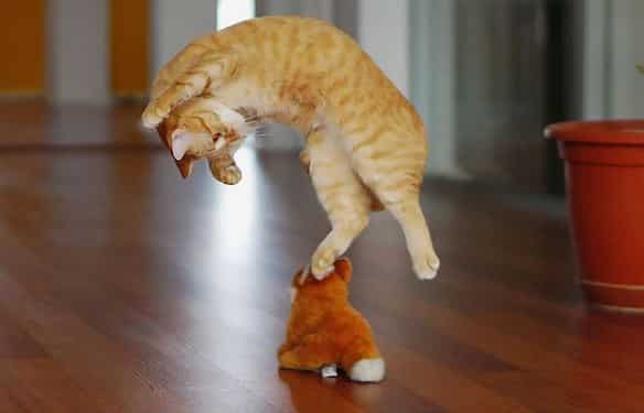 کفپوش مناسب حیوان خانگی