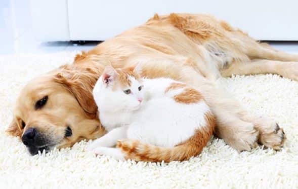 موکت مناسب برای حیوان خانگی